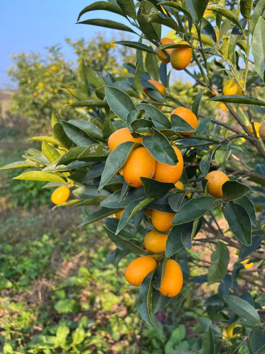 فروش میوه کامکوات|عمدهفروشی|نشتارود, |دیوار