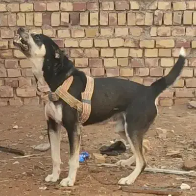 سگ نگهبان|سگ|تربت جام, جامرود|دیوار