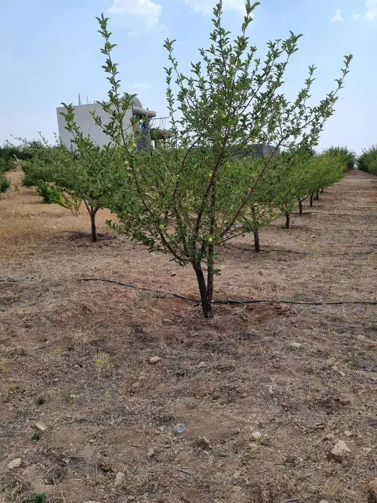 باغ‌شهری کودیان ۱۵۰۰متر سند تک‌برگ|فروش زمین و ملک کلنگی|شیراز, کودیان|دیوار
