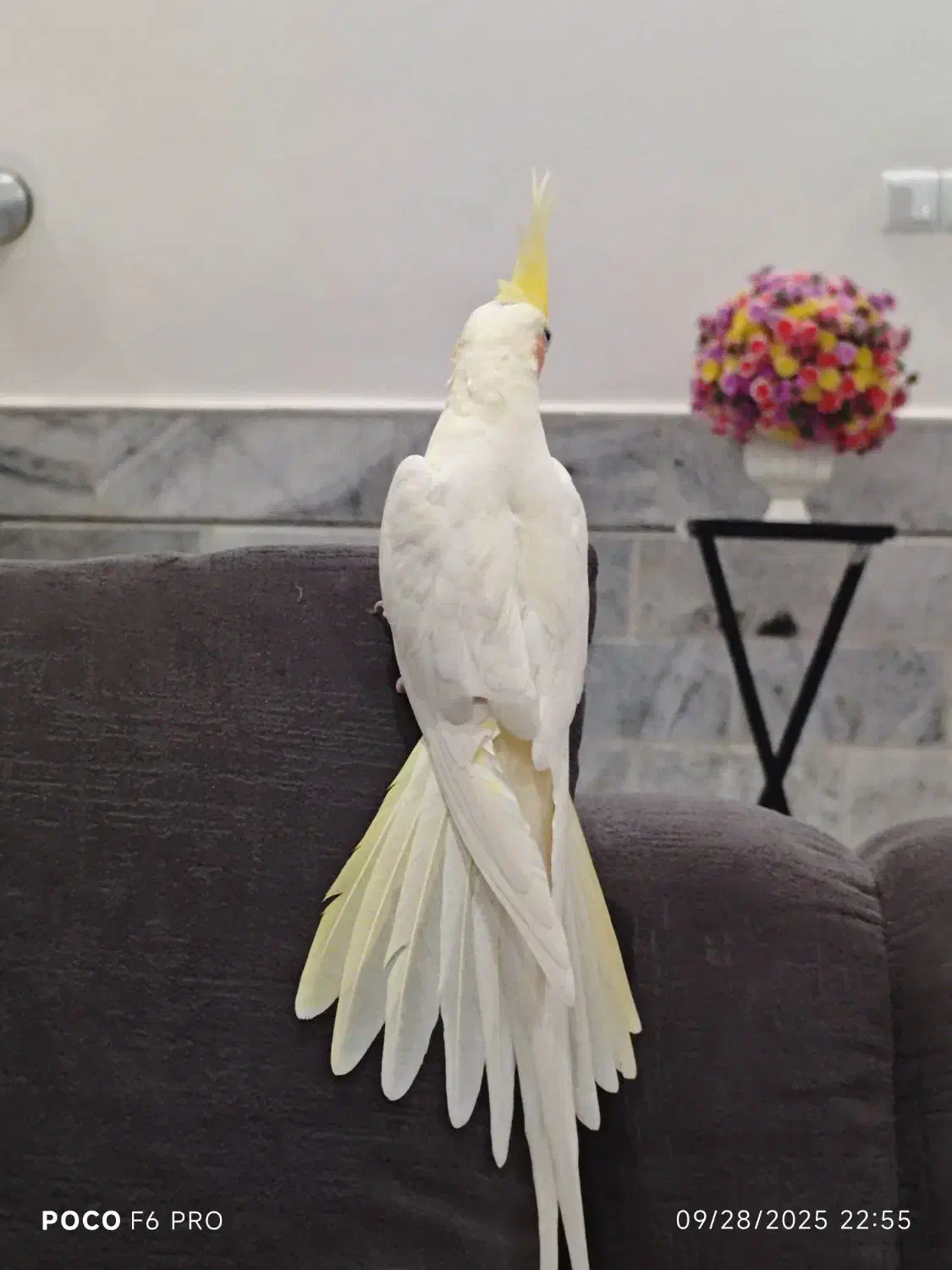 عروس هلندی|پرنده|کاشان, کارگر|دیوار