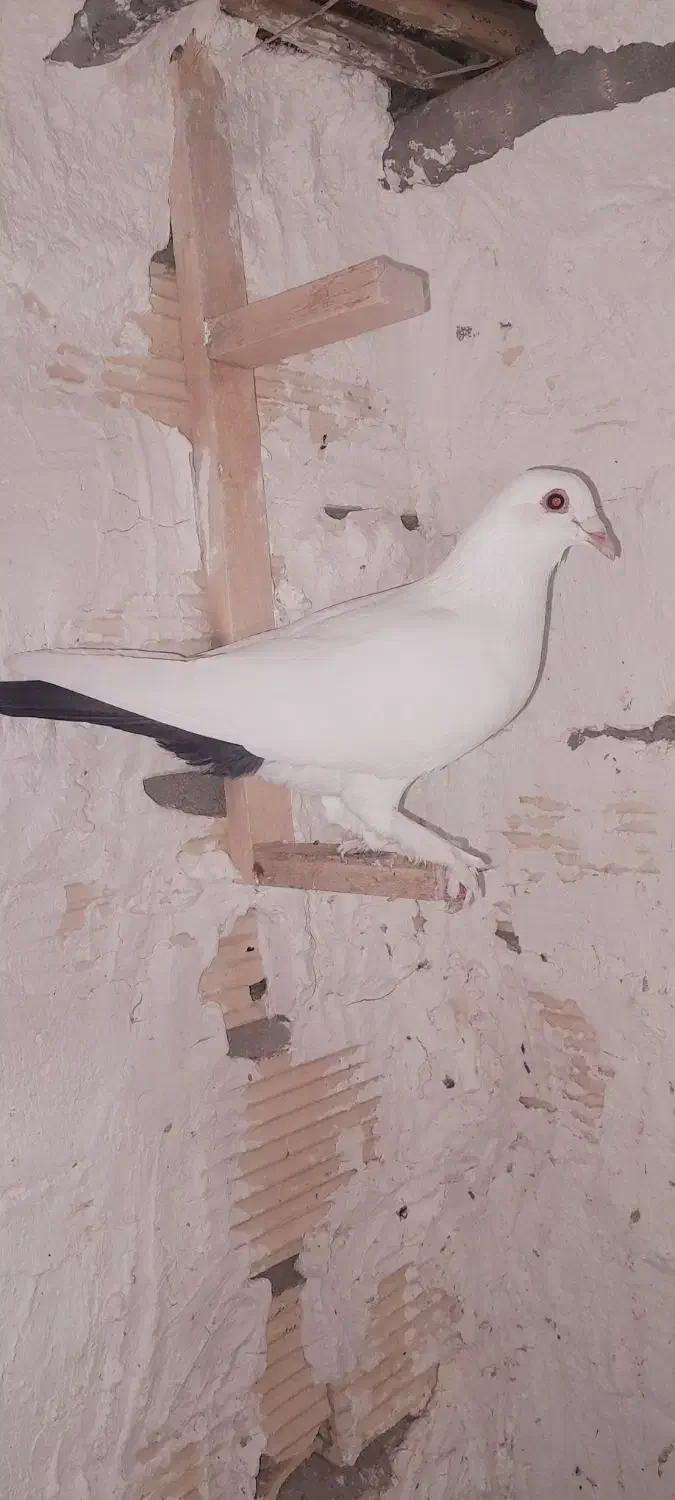 کبوتر|پرنده|ریگان, |دیوار