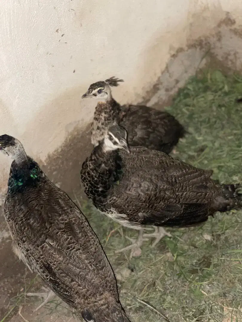 جوجه طاوس نر و ماده|پرنده|ماسال, |دیوار