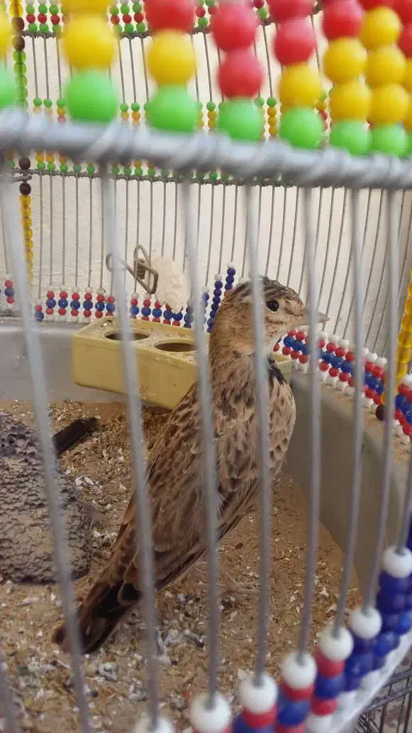 سهره خاکی نر جوجه برج 2|پرنده|قشم, |دیوار