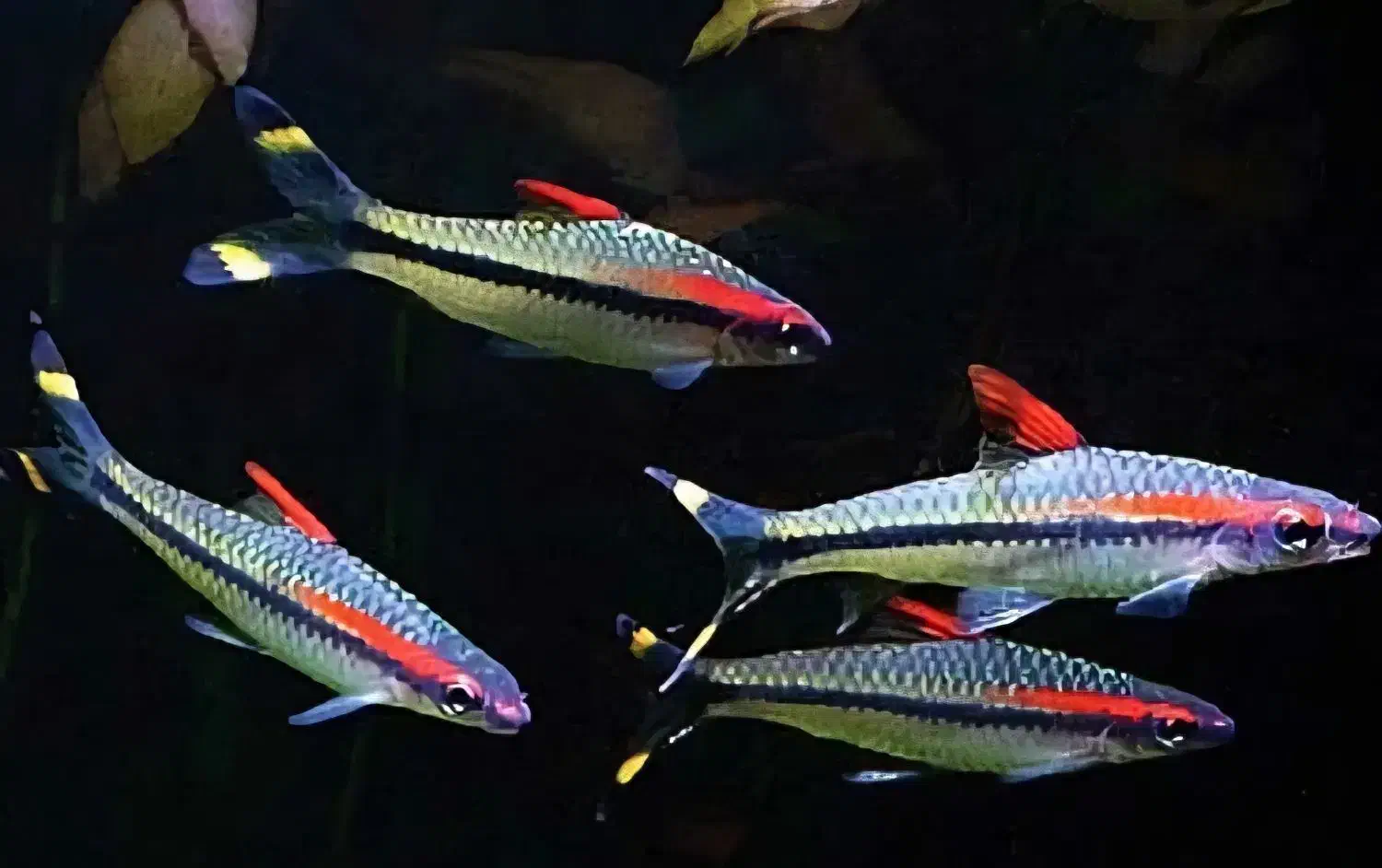 سیکلید تورکانا|ماهی|فولادشهر, B4|دیوار