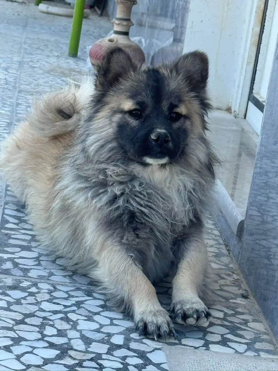 نرو ماده بازی گوش|سگ|زرقان, |دیوار