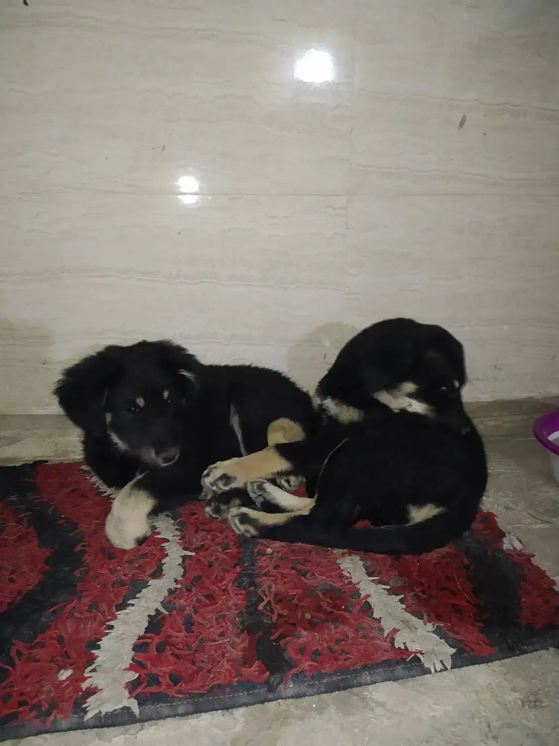 توله ژرمن|سگ|اهواز, کمپلو شمالی|دیوار