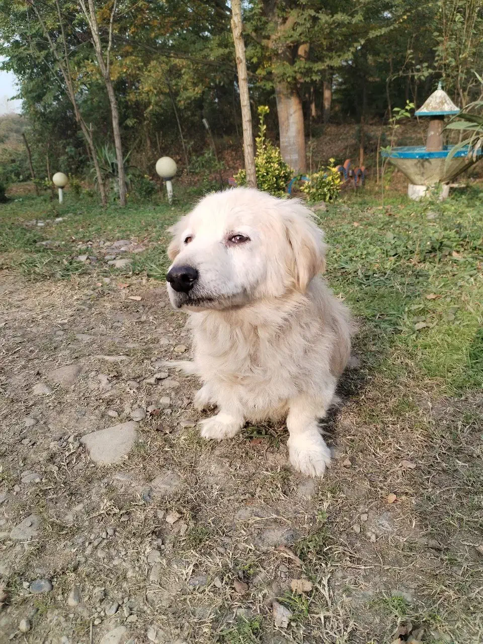 سگ گمشده|حیوانات|رشت, گیل|دیوار