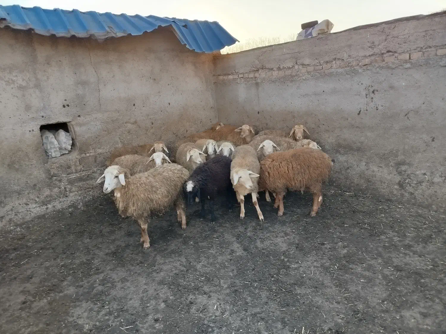 توغلو فروشی نروماده|حیوانات مزرعه|هوراند, |دیوار