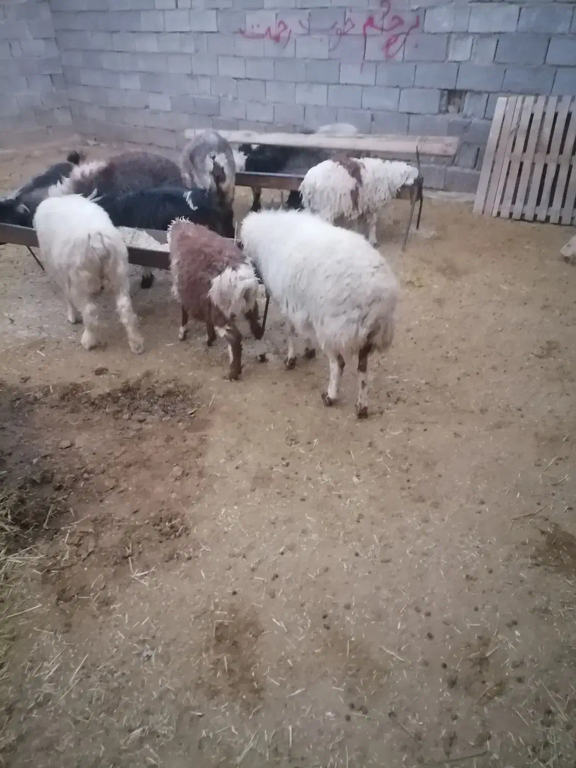 گوسفند شیشک  چاق مخصوص قصابی|حیوانات مزرعه|شیراز, اکبر آباد|دیوار