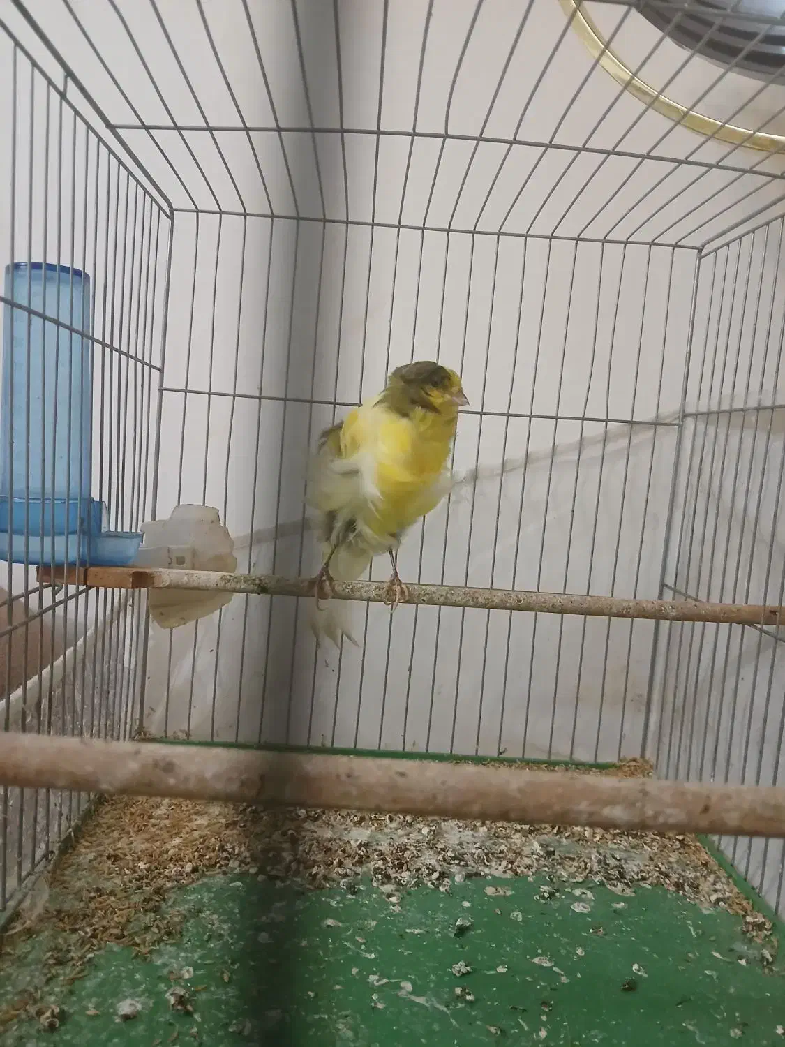 قناری رسمی فر|پرنده|تبریز, |دیوار