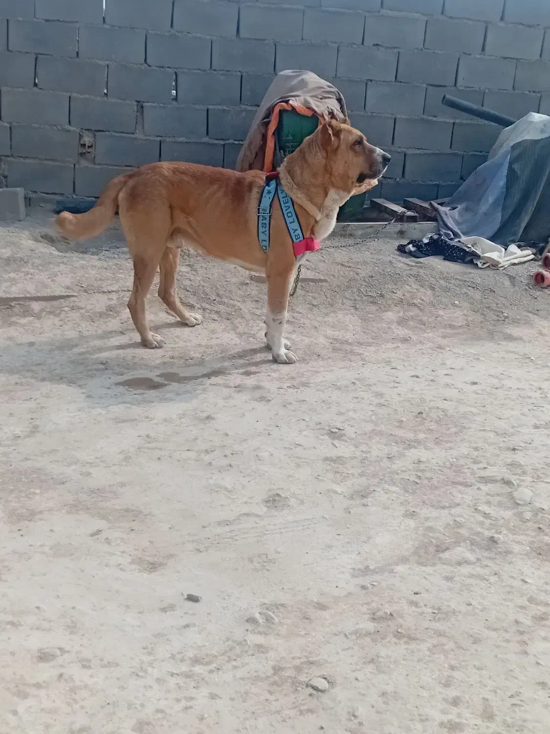 فروشی|سگ|شیروان (خراسان), |دیوار