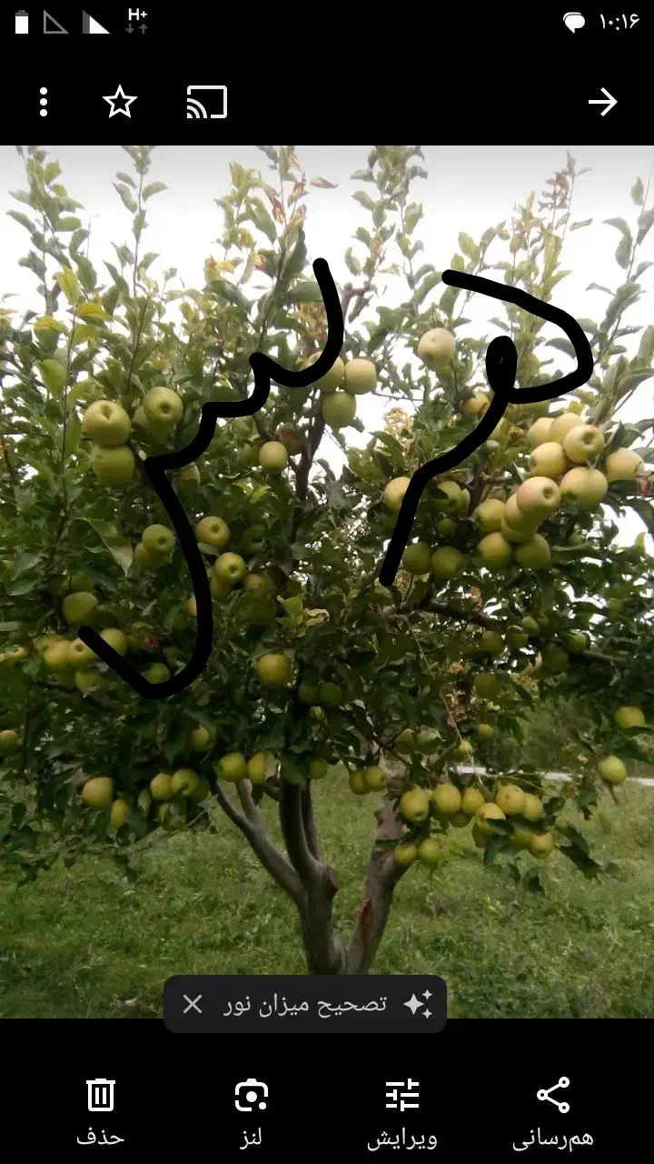 خدمات باغبانی حرس وبیل زنی دور درختان|خدمات باغبانی و درختکاری|زنجان, |دیوار