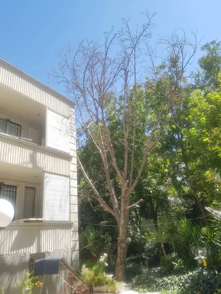 برش نخل درختان باغی و تنه درختان هرس و پاکن|خدمات باغبانی و درختکاری|شیراز, ارم|دیوار