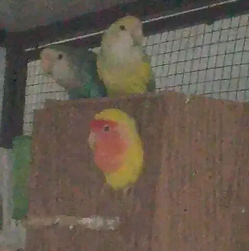 کوتوله|پرنده|بیرجند, |دیوار