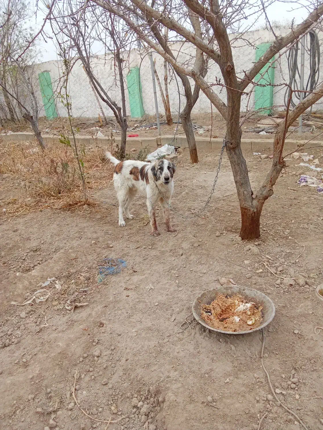 سگ نگهبان|سگ|باغستان, |دیوار