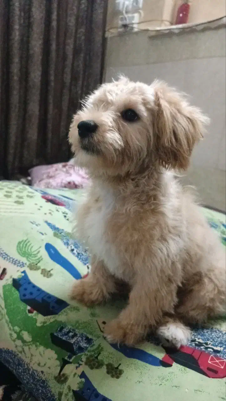 سگ پودل|سگ|قم, هفت تیر|دیوار