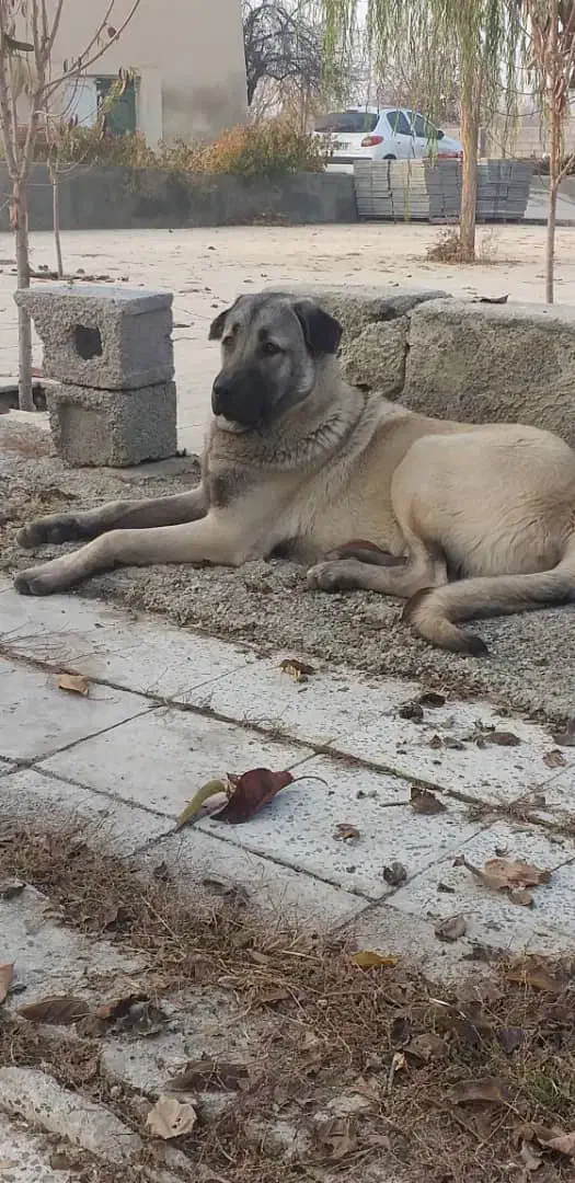 سگ عراقی از باغ دزدیده شده|حیوانات|ارومیه, |دیوار