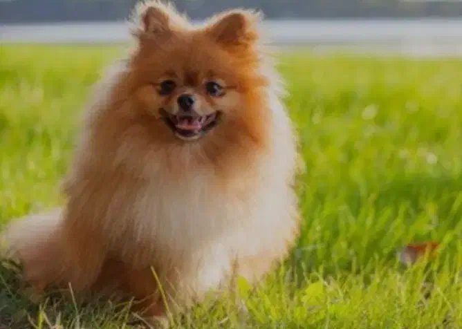 سگ پامر ..پامرانین|سگ|بندرعباس, |دیوار