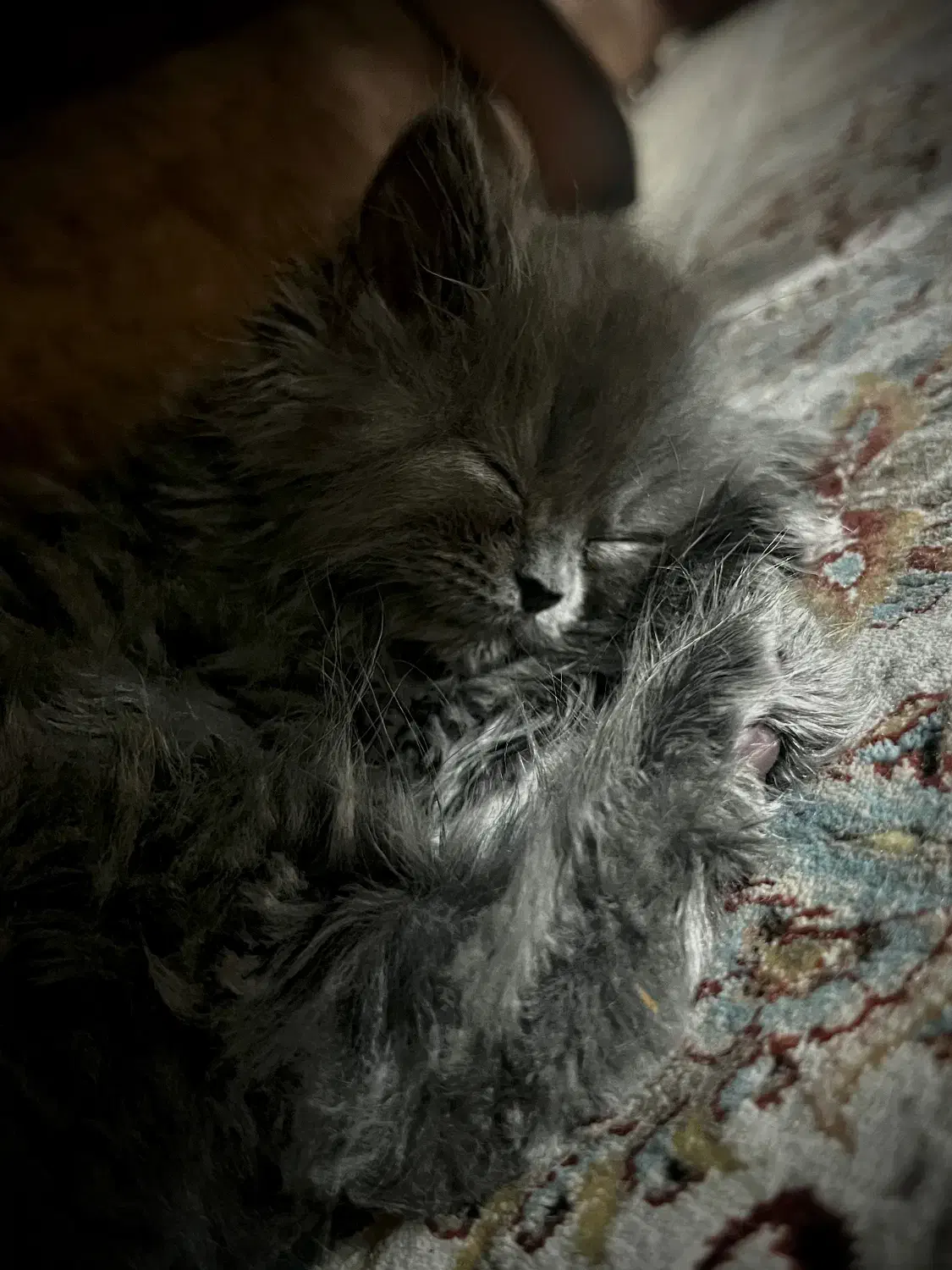 گربه|گربه|میانه, |دیوار