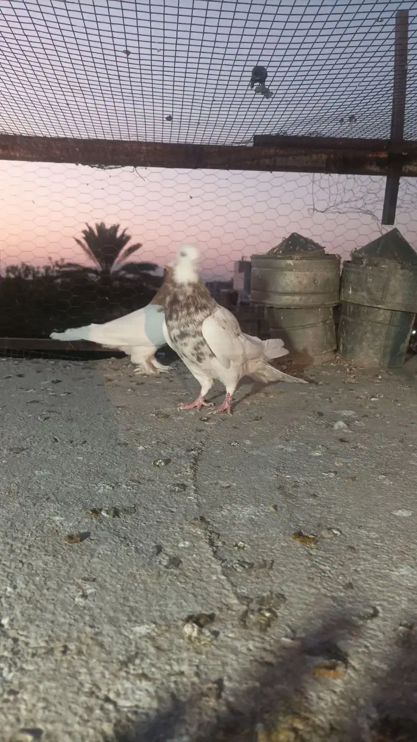 کفتر|پرنده|شیراز, محراب|دیوار