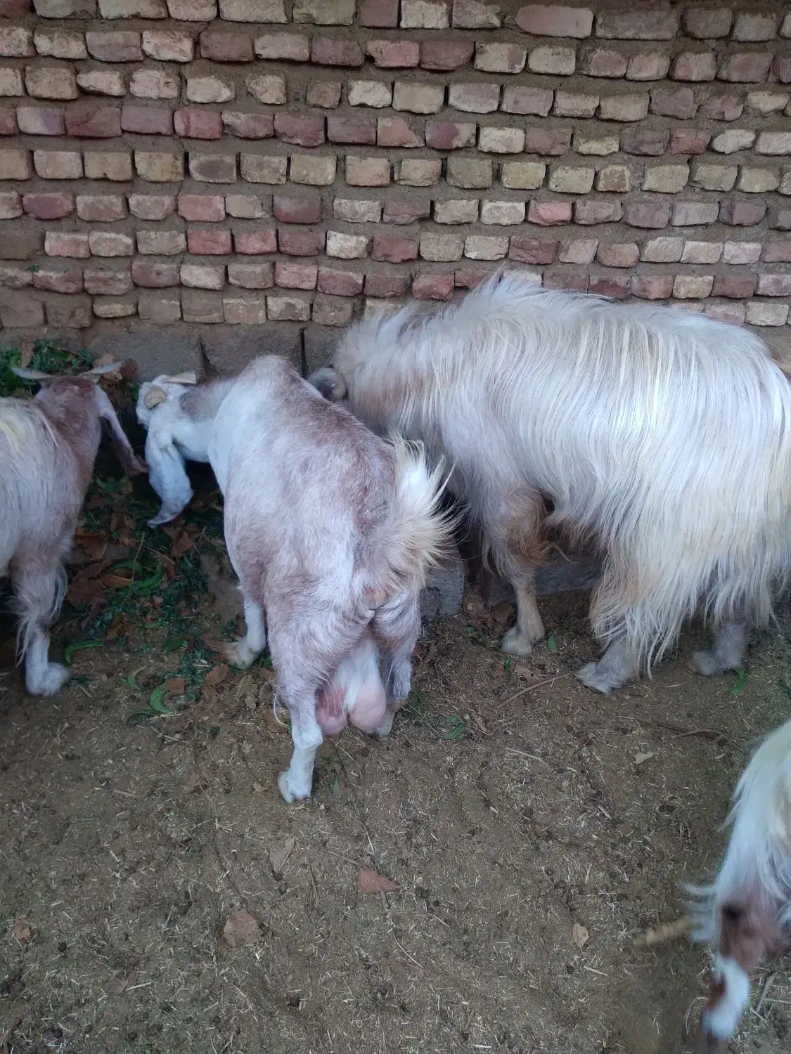 دام (بز و دبر )|حیوانات مزرعه|مزایجان, |دیوار