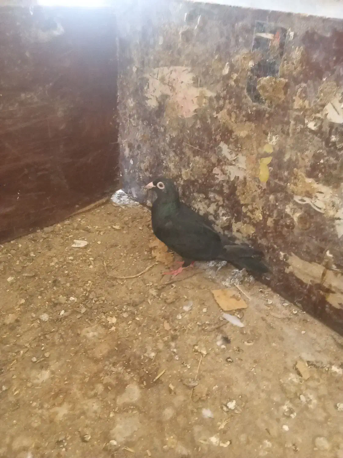 کفتر جوجه کشی|پرنده|گنبد کاووس, |دیوار