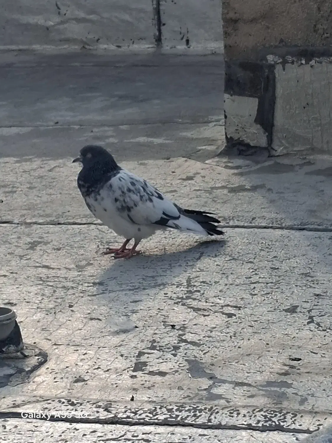 کبوتر|پرنده|شاهدشهر, |دیوار