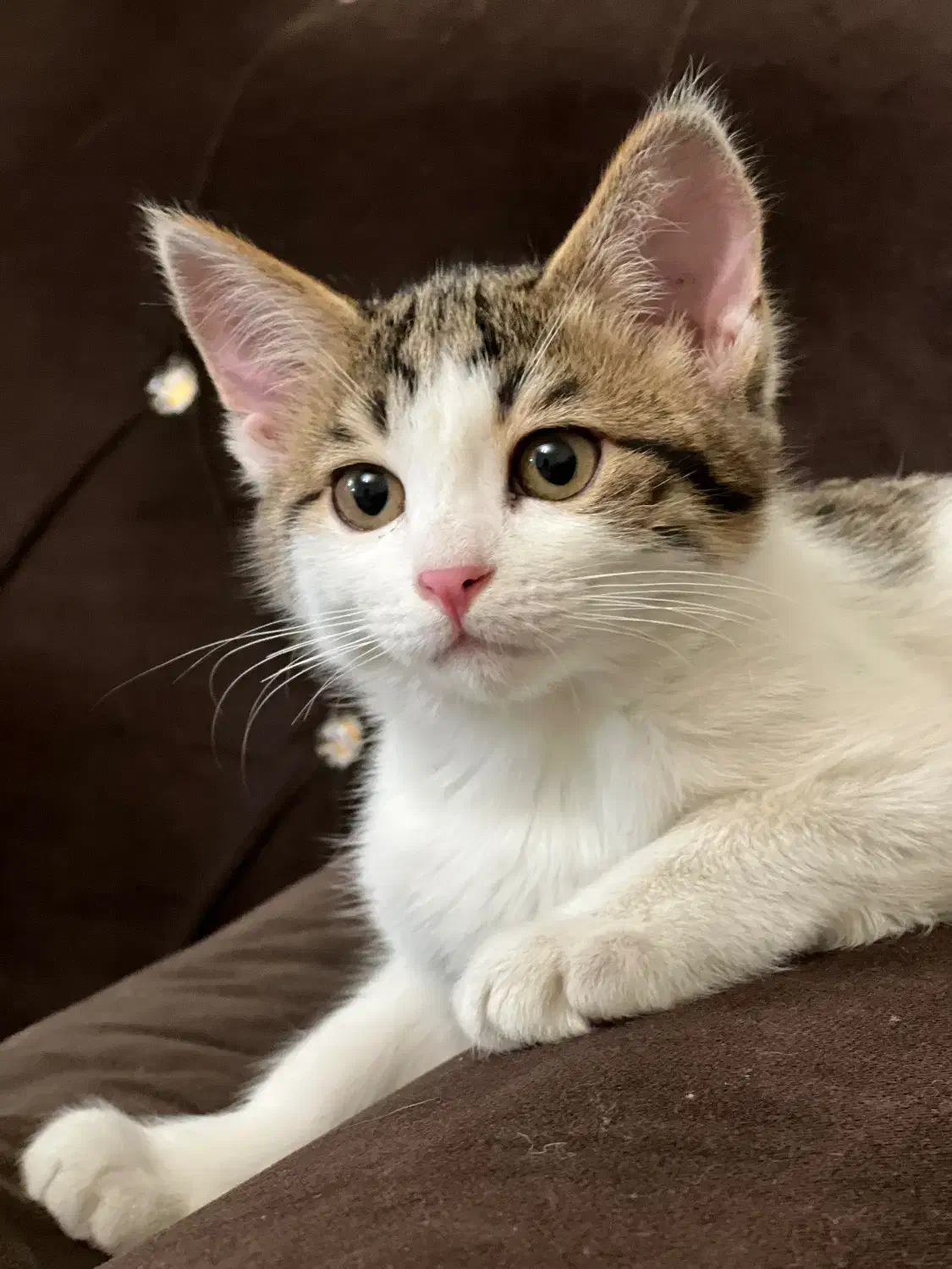 واگذاری گربه|گربه|زاهدان, |دیوار