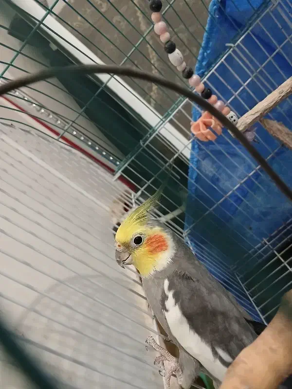 عروس هلندی|پرنده|فومن, |دیوار