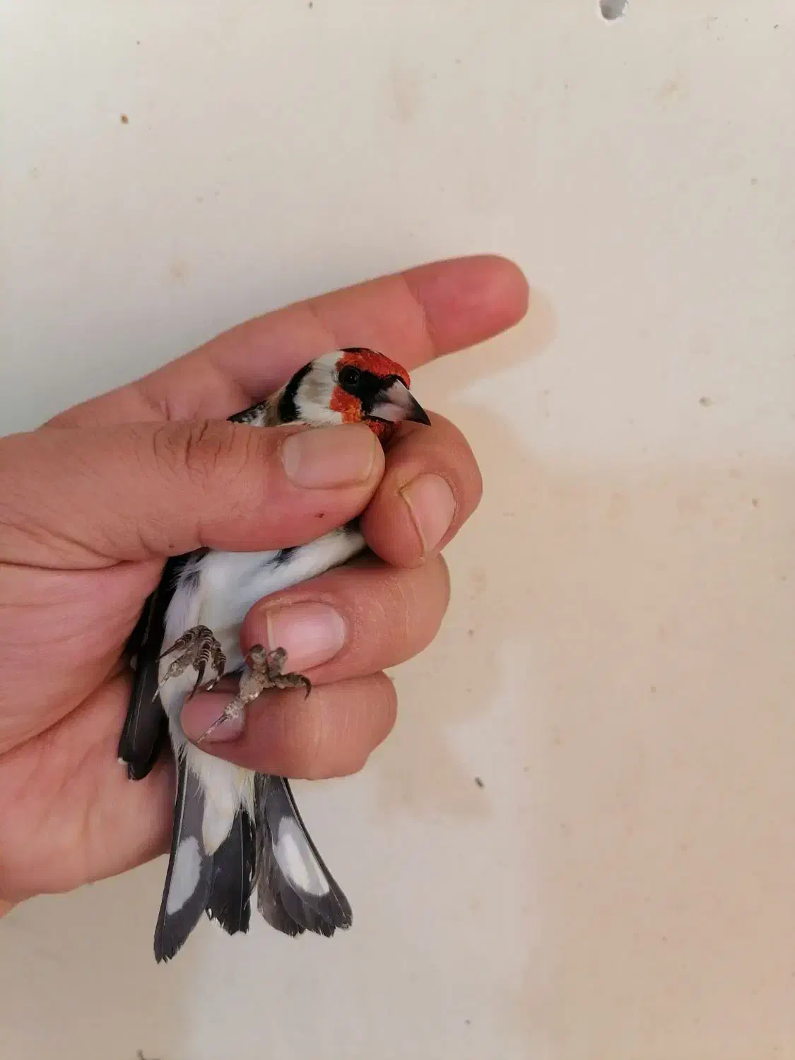 سهره پایزه قد قواره دار  رخ عالی|پرنده|کرج, حسین‌آباد|دیوار