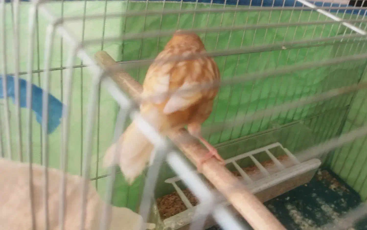 فروش قناری ماده|پرنده|صدرا-فارس, فاز ۱|دیوار