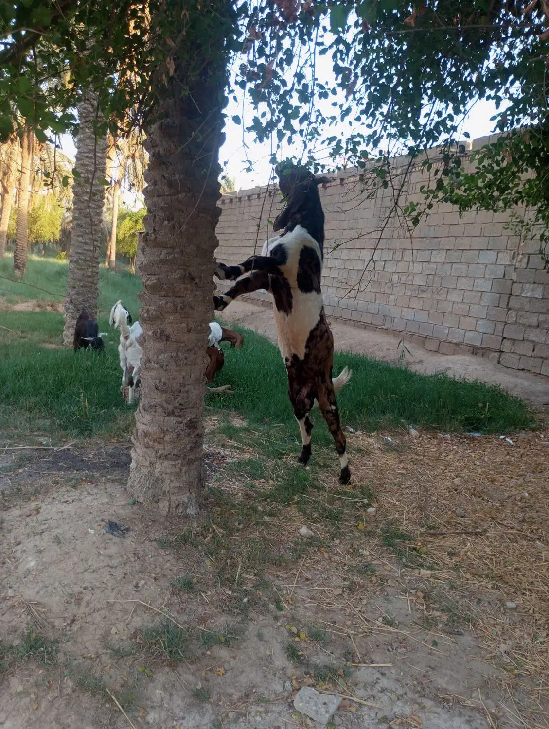 یک عدد بز پاکستانی نر|حیوانات مزرعه|شادگان, |دیوار