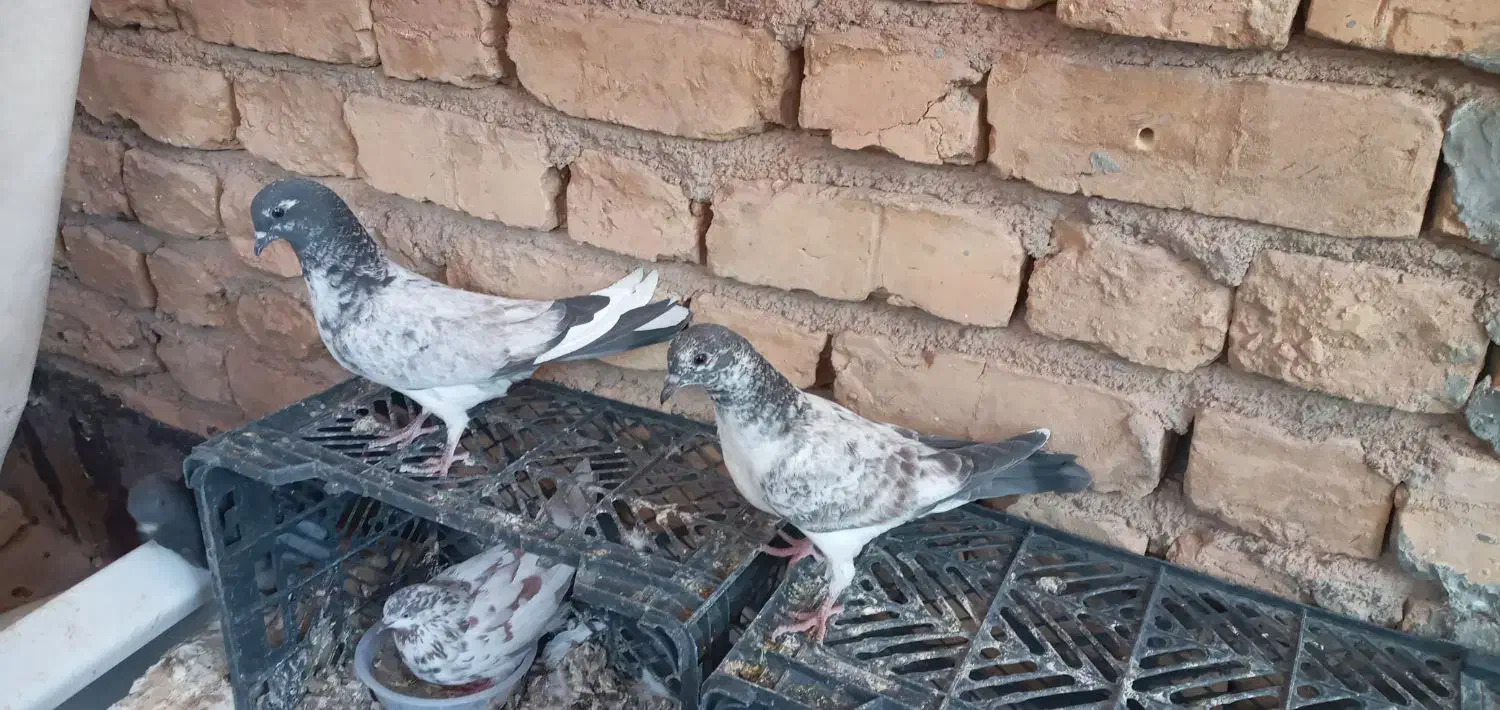 جوجه کفتر|پرنده|آران و بیدگل, |دیوار