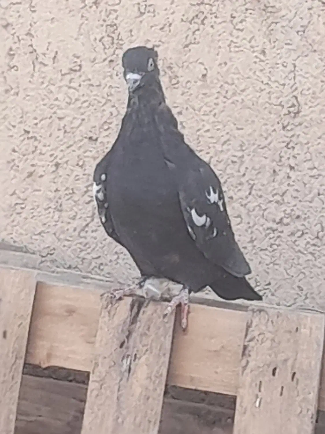 یه جفت جوجه سینه سیاه و قهوه ای|پرنده|طسوج, |دیوار