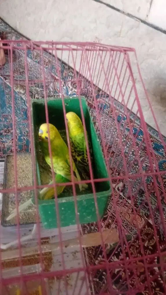 مرغ عشق|پرنده|میناب, |دیوار