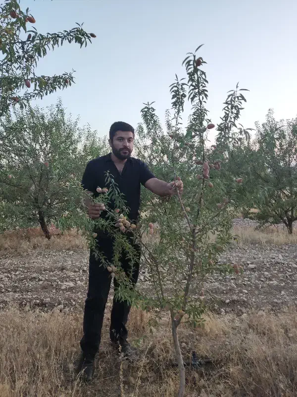 فروش نهال های پایه رویشی|خدمات باغبانی و درختکاری|همدان, |دیوار