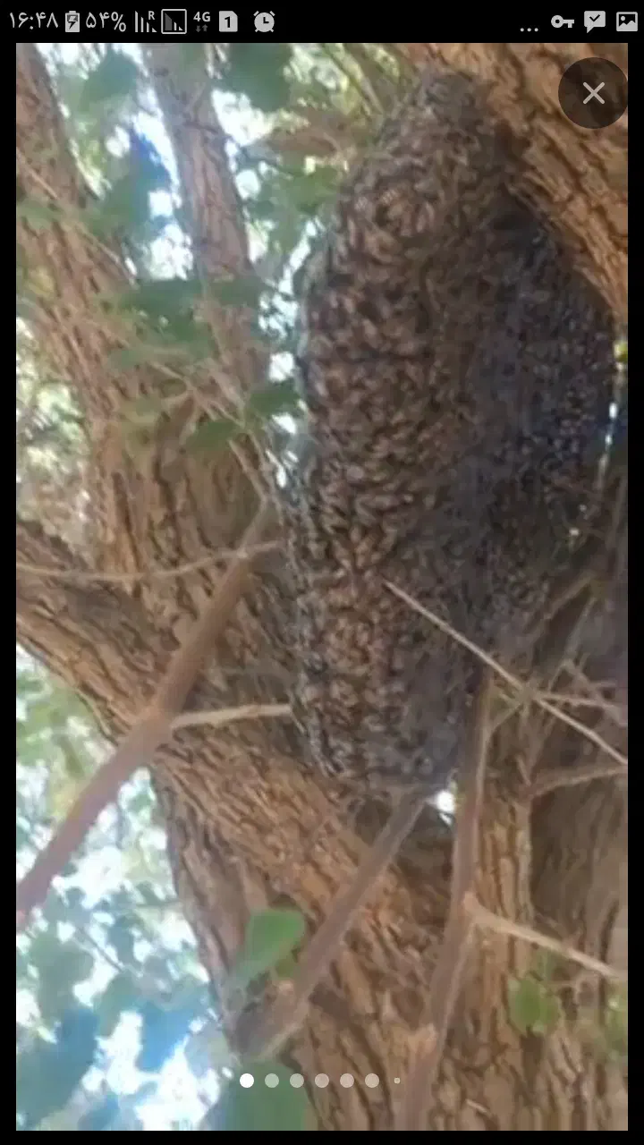 ترک کندو|حیوانات|میاندوآب, |دیوار