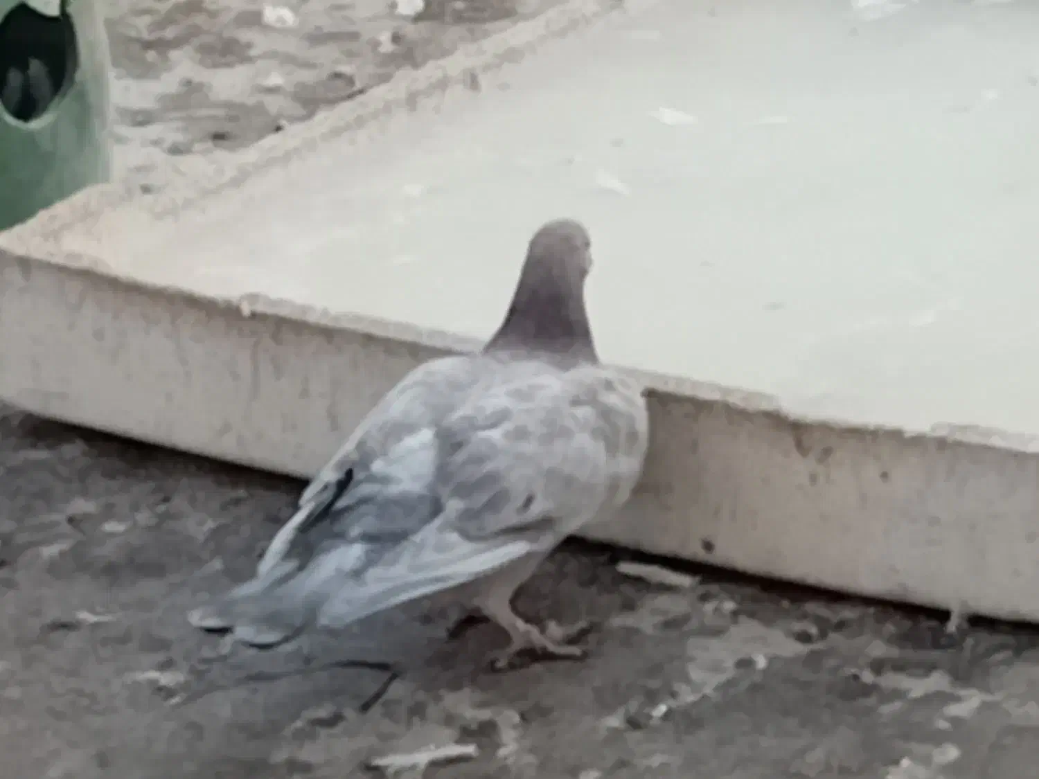 کفتر گرفتنی غریب گیری|پرنده|رودهن, |دیوار