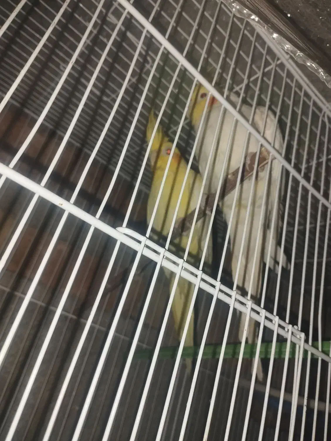 عروس هلندی|پرنده|ایرانشهر, |دیوار