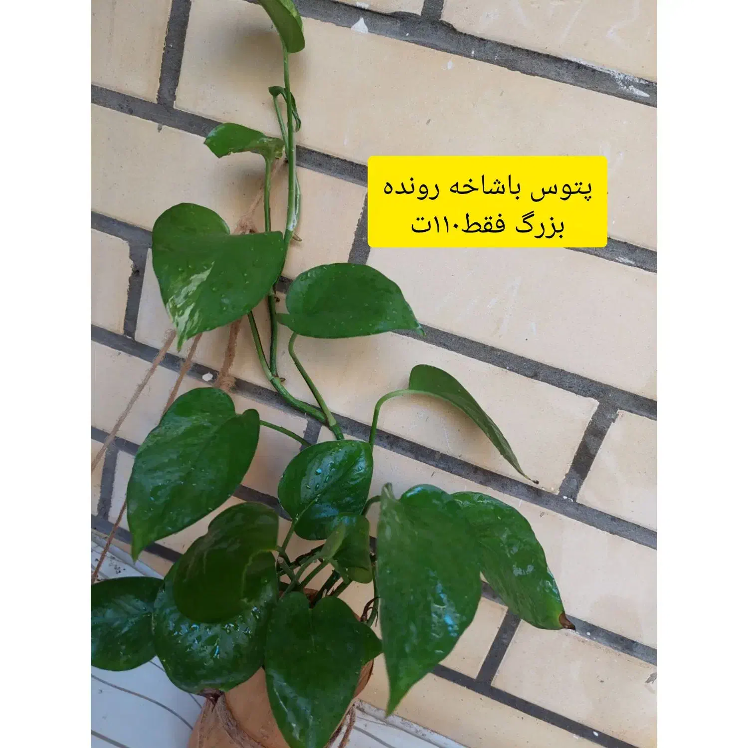 انواع گل باقیمت اقتصادی|گل و گیاه طبیعی|چابهار, |دیوار