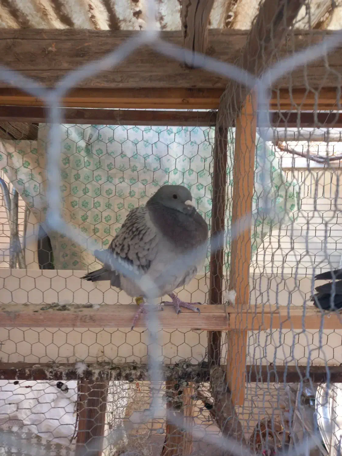 کفتر|پرنده|خمینیشهر, |دیوار