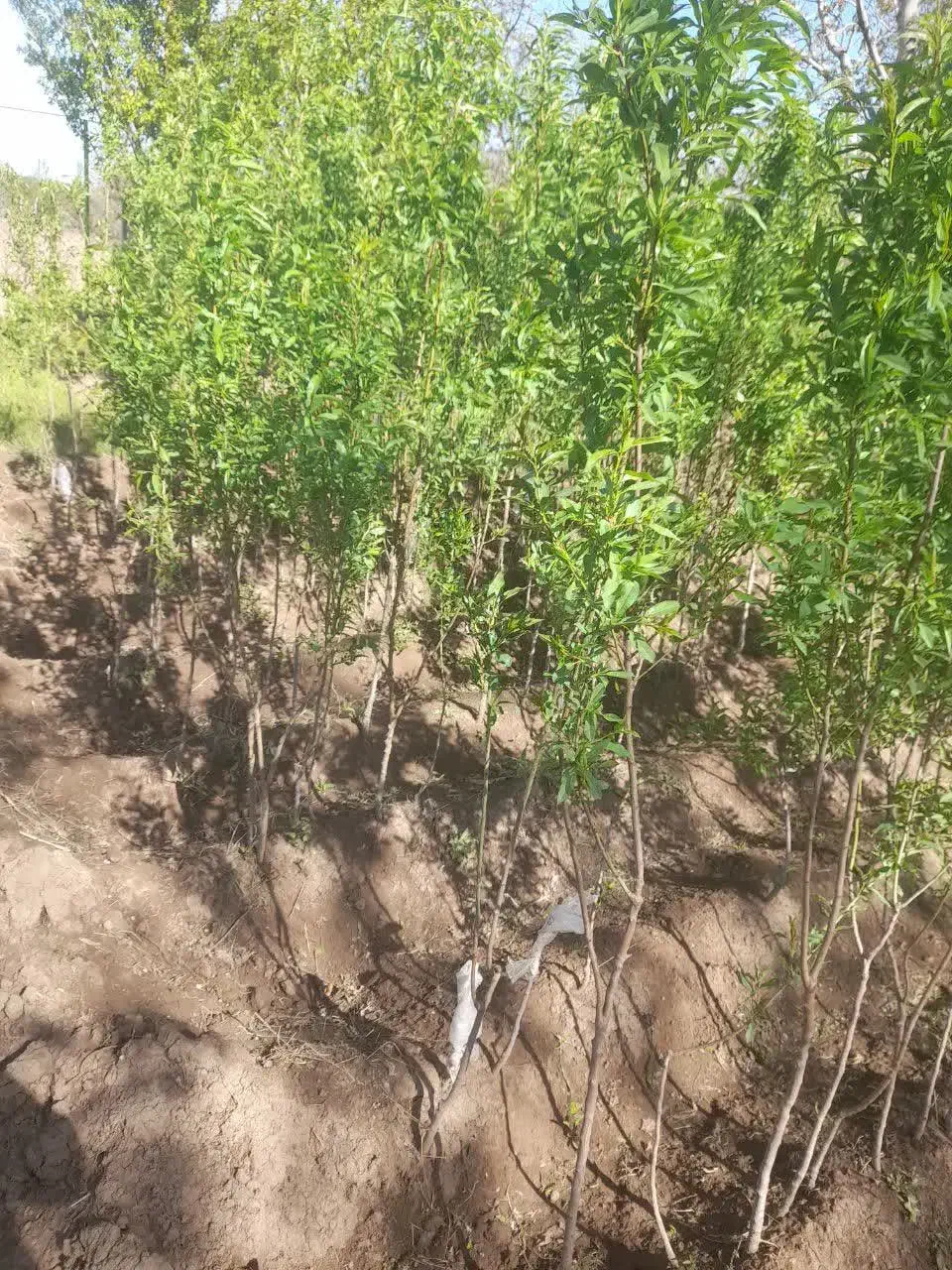 نهال بادام وطن|گل و گیاه طبیعی|عجب شیر, |دیوار