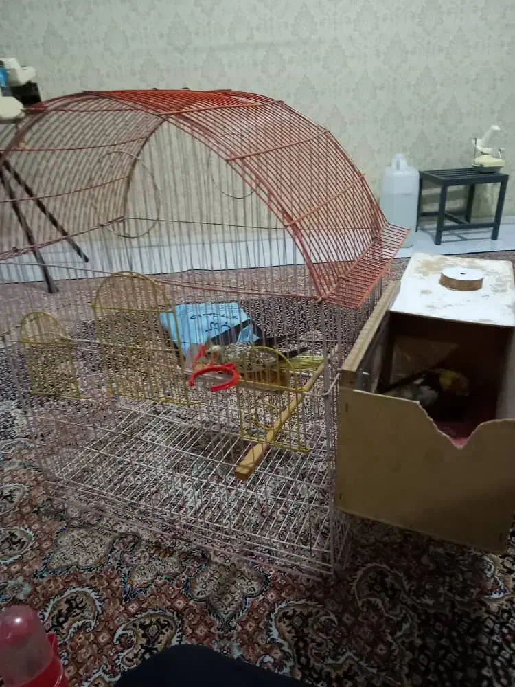 ۳ عروس هلندی با ۳تخم|پرنده|تبریز, |دیوار