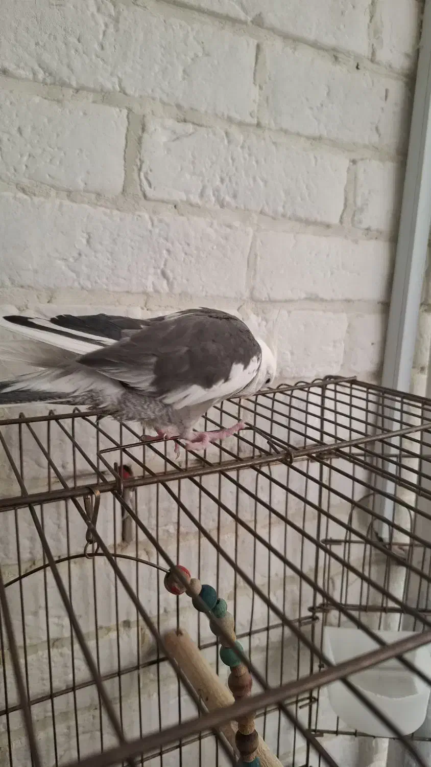 فروش یک جفت عروس هلندی مولد|پرنده|پردیس, فاز ۸|دیوار