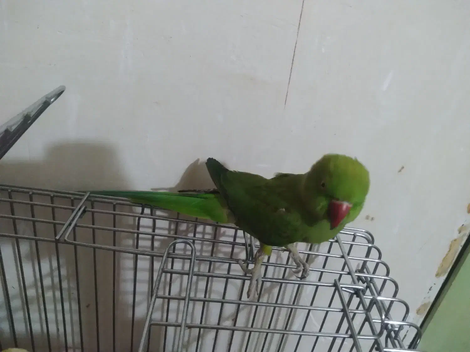 ملنگو یک ساله ماده نیمه دستی، عروس هلندی |پرنده|طرقبه, |دیوار