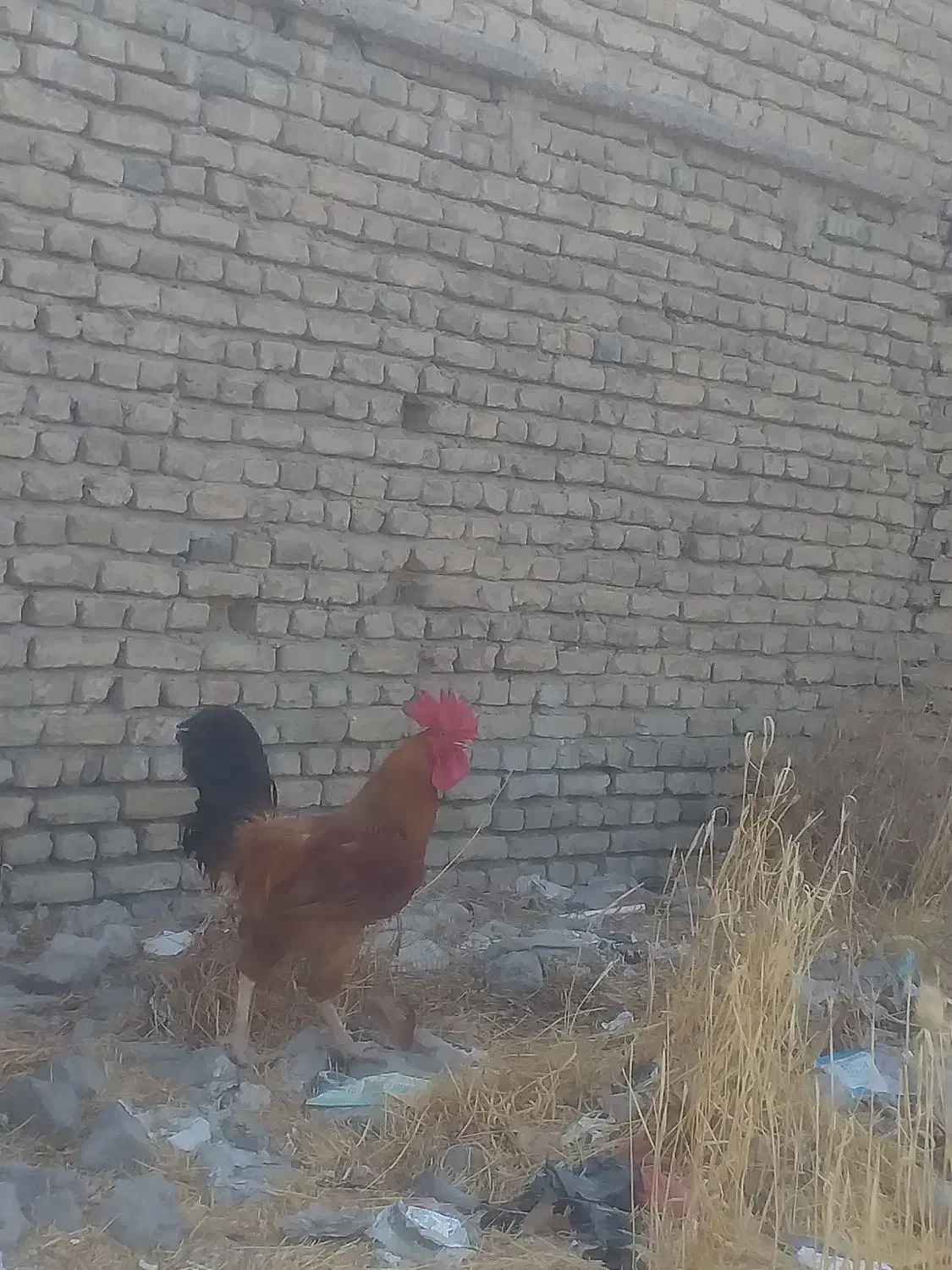 خروس اصیل و کفتر کبوتر و بره چاق|حیوانات مزرعه|مشهد, امیریه|دیوار