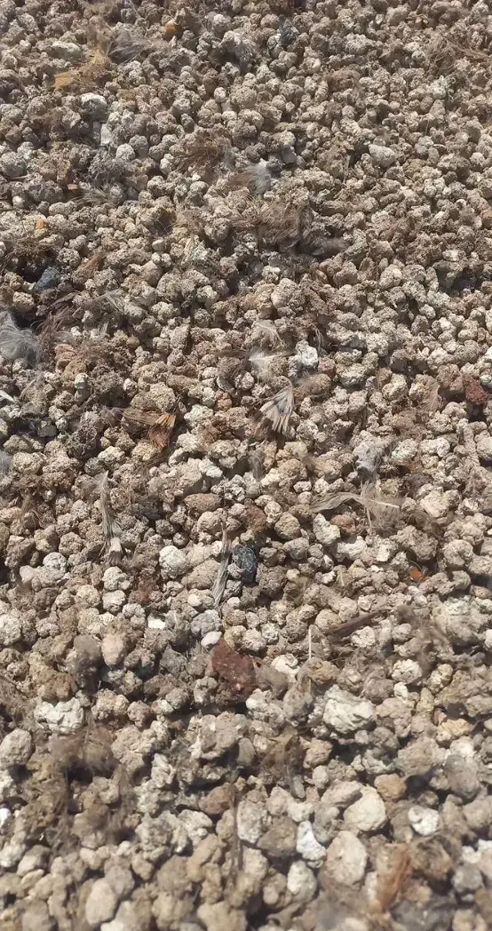 کود مرغی کود گوسفندی کود گاوی|خدمات باغبانی و درختکاری|ماهدشت, |دیوار