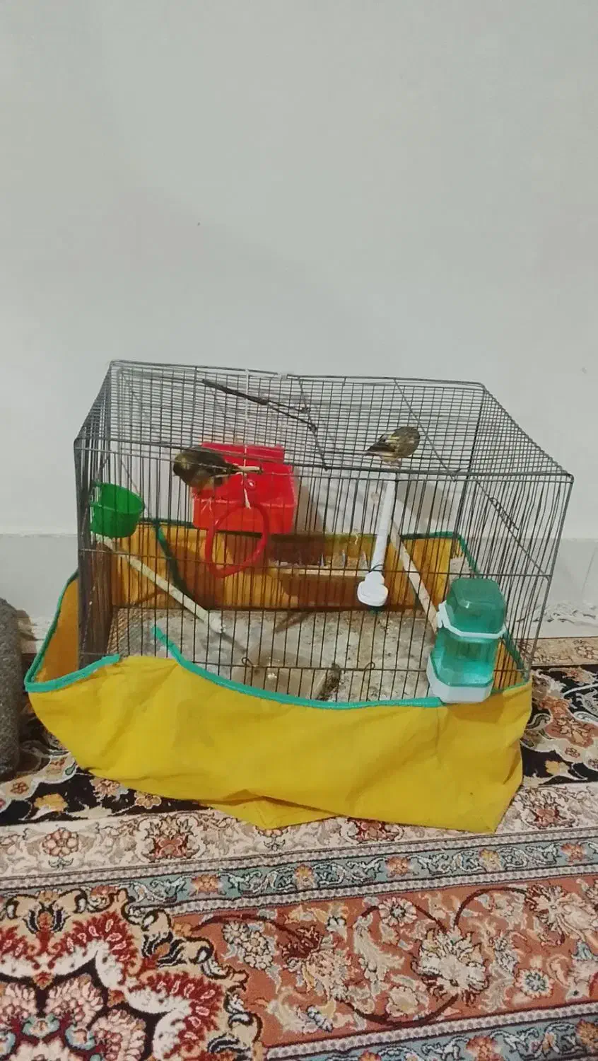 پرنده|پرنده|کوهدشت, |دیوار