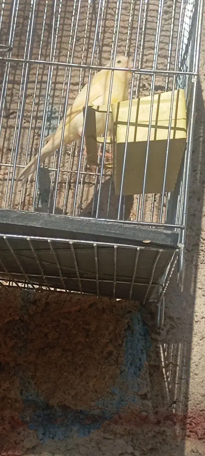 قناری نر|پرنده|کوهدشت, |دیوار