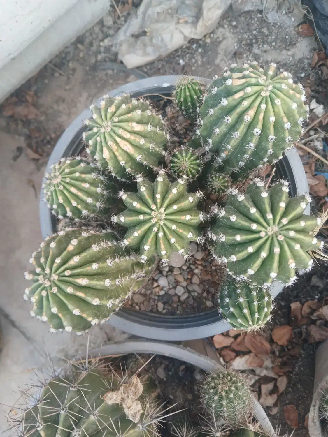 گل وگیاه|گل و گیاه طبیعی|مسجد سلیمان, |دیوار